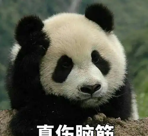 生气熊猫表情包动图猫猫
