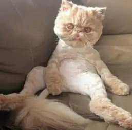  澳洲猫咪闻乐起舞摇滚范儿堪比巨星图