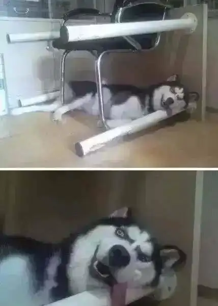  我们根本不能融入二哈的世界,专业黑哈士奇250年