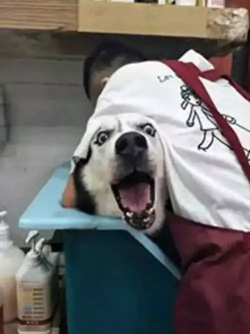  二哈被哄骗去美容店洗澡,反应过来时晚了,一连串的表情笑抽人