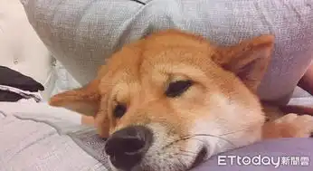  怕生柴反常主动亲吻陌生妇人竟意外阻止邻居轻生