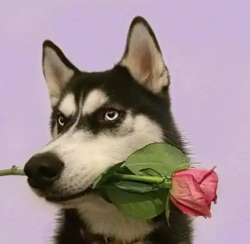  幽默笑话给老丈人送了二斤核桃他三个月没跟我说话