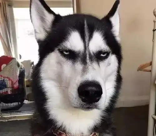  哈士奇三天不吃不喝,主人带它去医院检查之后,结果笑喷了