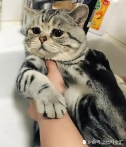  猫咪一听到要洗澡,躲在椅子下做出的反应,让铲屎官都笑喷