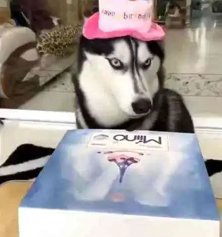  主人为哈士奇买了个蛋糕,打开蛋糕盒后,二哈怒了