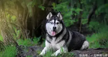  自从俺村西头树上有了个喜鹊窝,村里的猫狗不安宁了,小心翼翼的