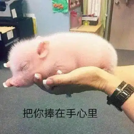  撩小姐姐表情包猪猪系列把手慢慢交给我,放下心中的困惑