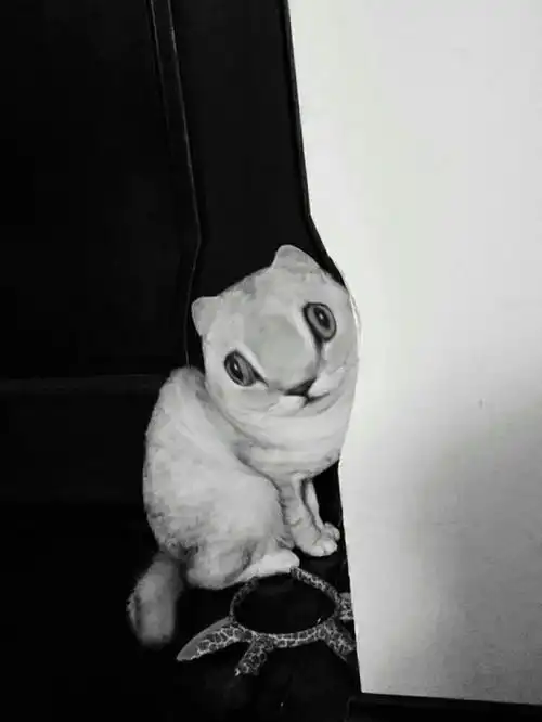  可爱到炸裂的猫咪,也是魔性十足的表情包