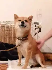  我才是汪界表情包的始祖,哈士奇你也得服