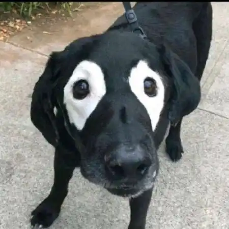 沙雕情头搞笑,数量多动物人物都有 沙雕情头搞笑,数量多动物人物都有