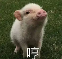 小猪喊到一系列表情包贫