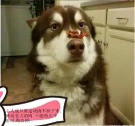  狗乱吃东西怎么办,怎么教狗狗不吃别人给的东西