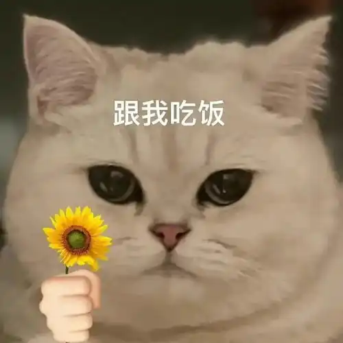  猫咪求约表情包