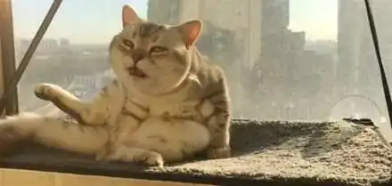  一只有脚气的猫,当舔到自己脚时,那表情简直