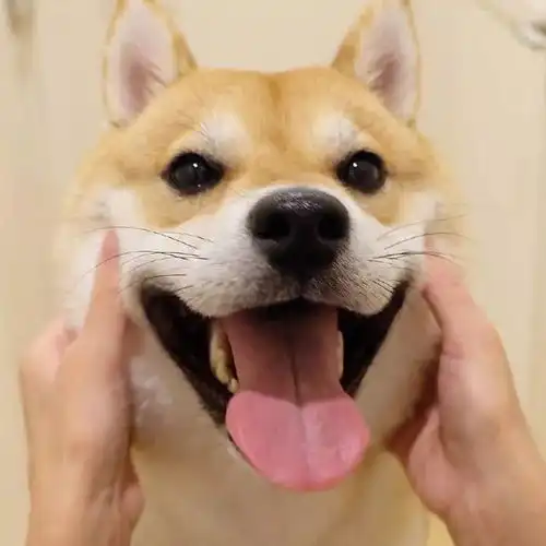 柴犬斜视表情包头像