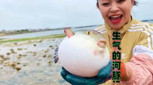  小章赶海运气爆棚啦生气的小河豚,漂亮的喷射乌贼,一举拿下