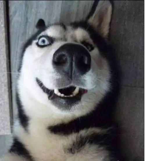 哈士奇表情包动图谣言