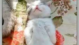 圣诞节表情包绿帽子原谅