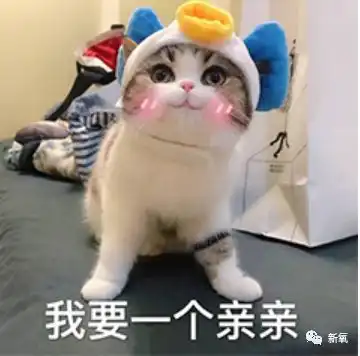 你傻没事我瞎表情包猫咪