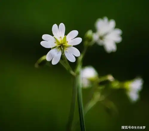  6月,人见人爱,花见花开,好运缠身,3生肖爱情来了,钱包鼓了感情