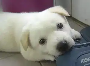  狗狗的那些小表情,一看就知道你想干啥