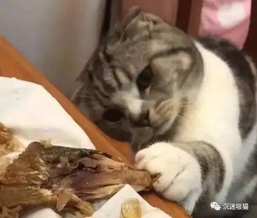  沉迷吸猫猫咪感冒禁止吃鱼,为吃上一小口,在主人面前捞鱼,也是醉了