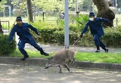 日本警察捕捉野猪上日推热搜,画面太魔性被做成了表情包