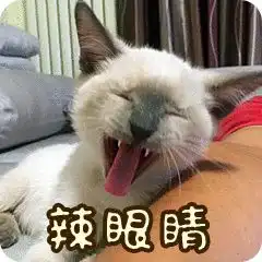 可爱斗图小表情包猫咪