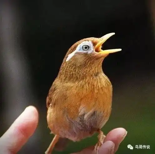  画眉托手鸣训练方法