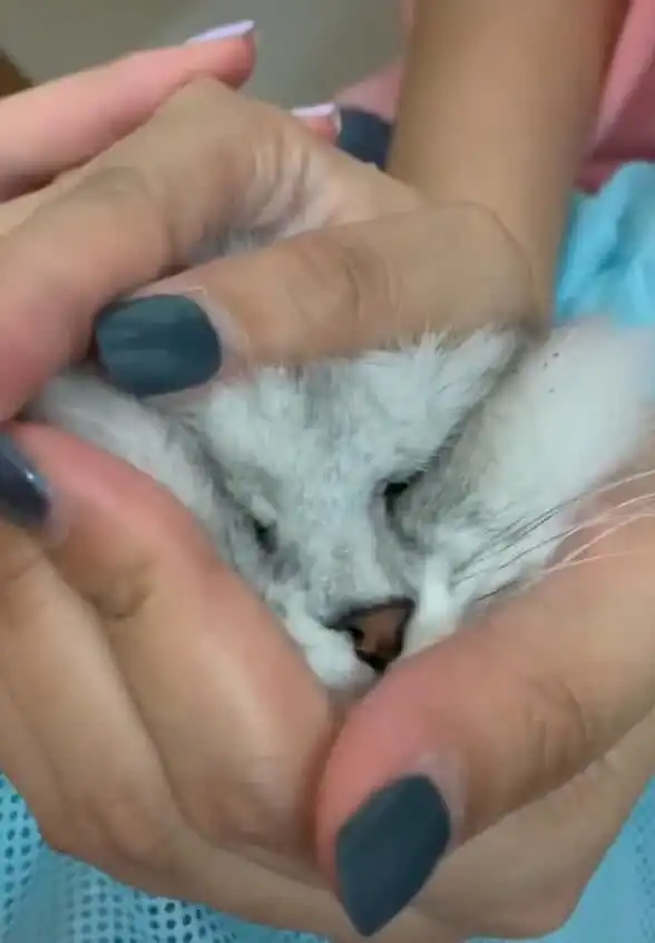  主人抓着猫咪的头,强制喂下驱虫药,猫咪表情笑喷