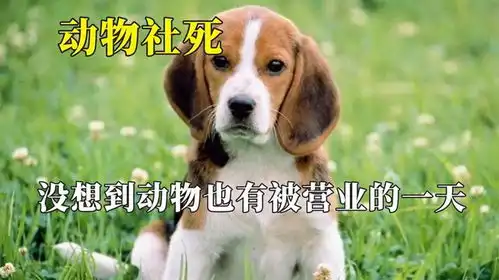 头一回在动物脸上看见了尴尬,突然发现主人还在家,这表情笑死我
