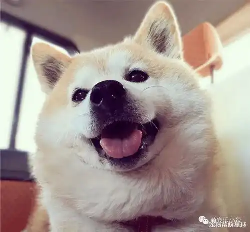  流浪柴犬被收养后,六年间竟变成这样肉都要溢出屏幕啦