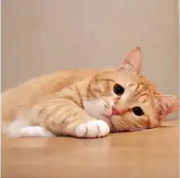  又丧又萌的胖橘走红,竟是因这圆嘟嘟的厌世脸网友好想做一只猫,卖萌就能养活自己