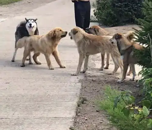  哈士奇和金毛到农村玩,结果被一群田园犬围殴,二哈表情亮了