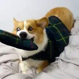  一只不善于管理表情的柯基,看上去不太聪明的亚子