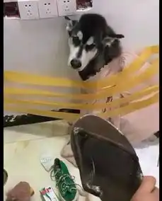  网友为惩罚犯错的哈士奇,用胶带把它绑到了墙上,它表情好委屈