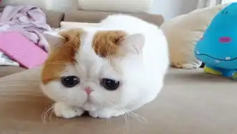  你们见过这么逆天的猫吗