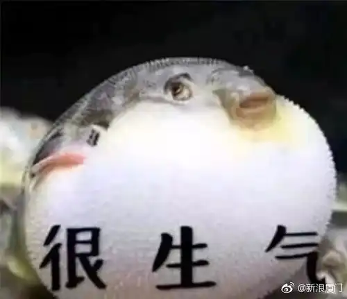 特别会生气的表情包河豚