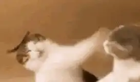  15个猫咪日常怪癖喝马桶水,睡在栏杆上,你家猫中了几个