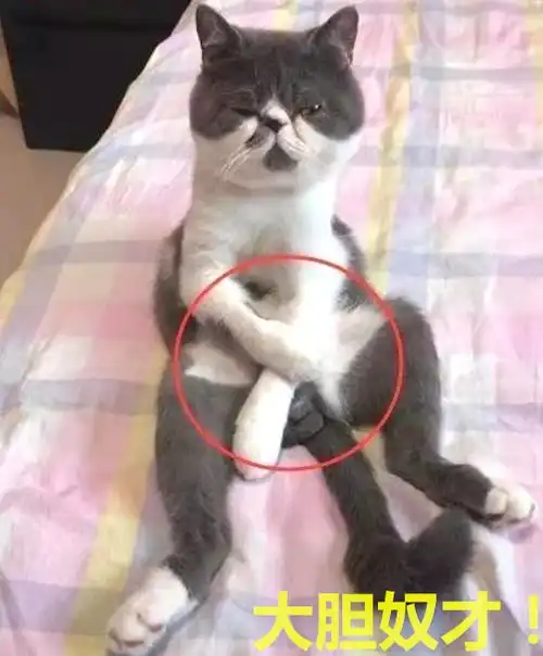  忘了喂猫粮,回来后看到猫叉腰问罪说吧,几个意思