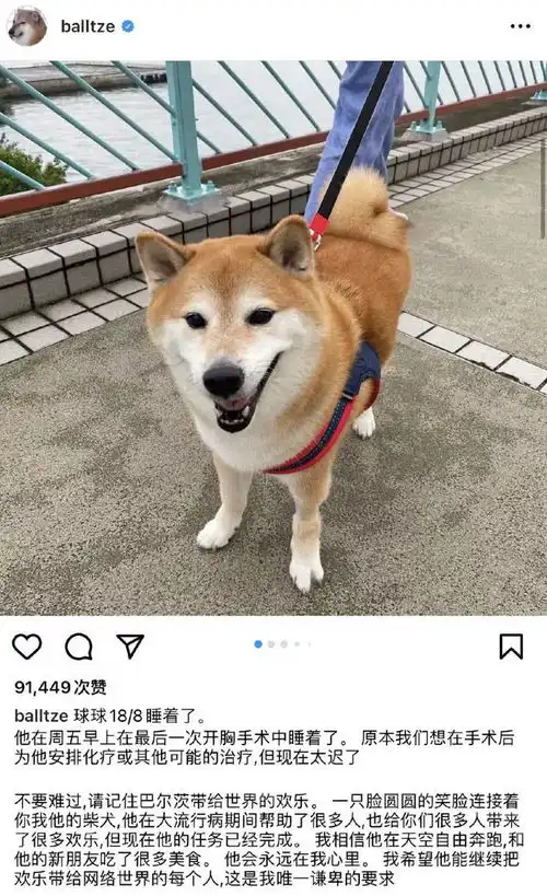  我的表情包小狗走了