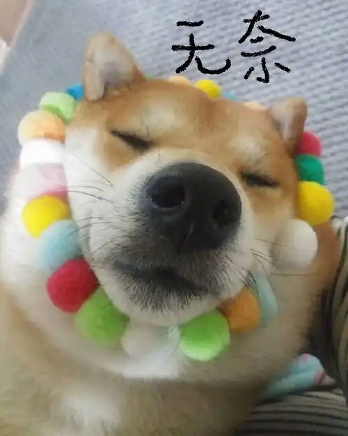  深夜食堂曝正式预告,55个明星换不来个好剧本