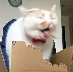  为什么猫咪需要玩具又需要哪些玩具
