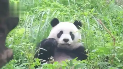  大熊猫圆仔失忆,呆呆的懵懵的表情可爱到爆