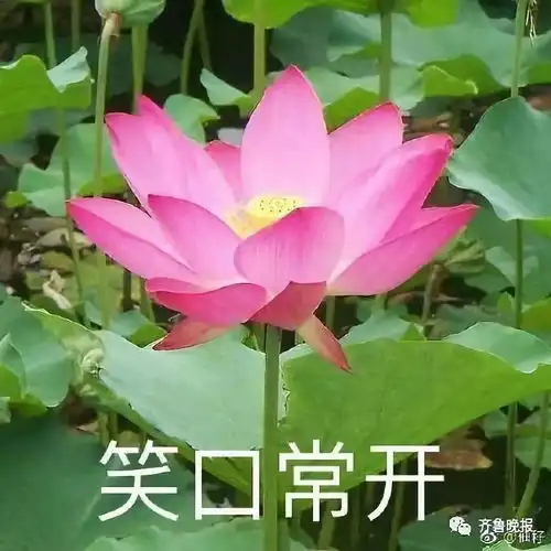  据说是今年最实用的表情包,哈哈哈哈哈哈实在是太接地气了