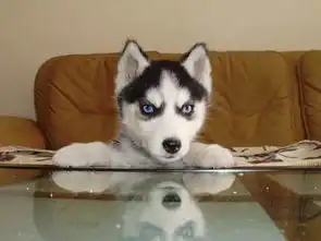  狗狗便便黑有点软怎么回事