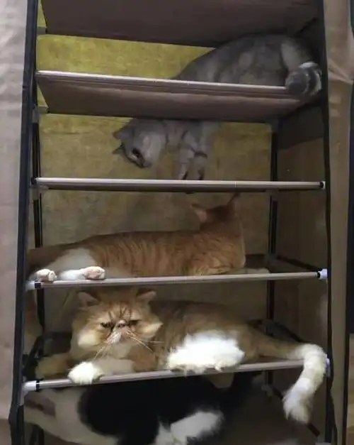  铲屎官新买的鞋架被猫主子霸占,一层一只,猫呜,新房子很满意