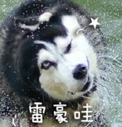  哈士奇二哈今日份表情包