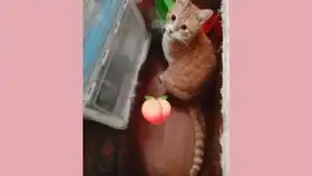  香菜味百力滋调味饼干,吃完我的表情都没了你本来就没表情,略略略