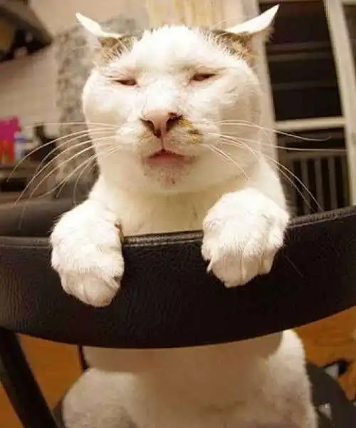 加菲猫表情包小视频女警